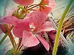 pac flower fairy velvet пеларгония